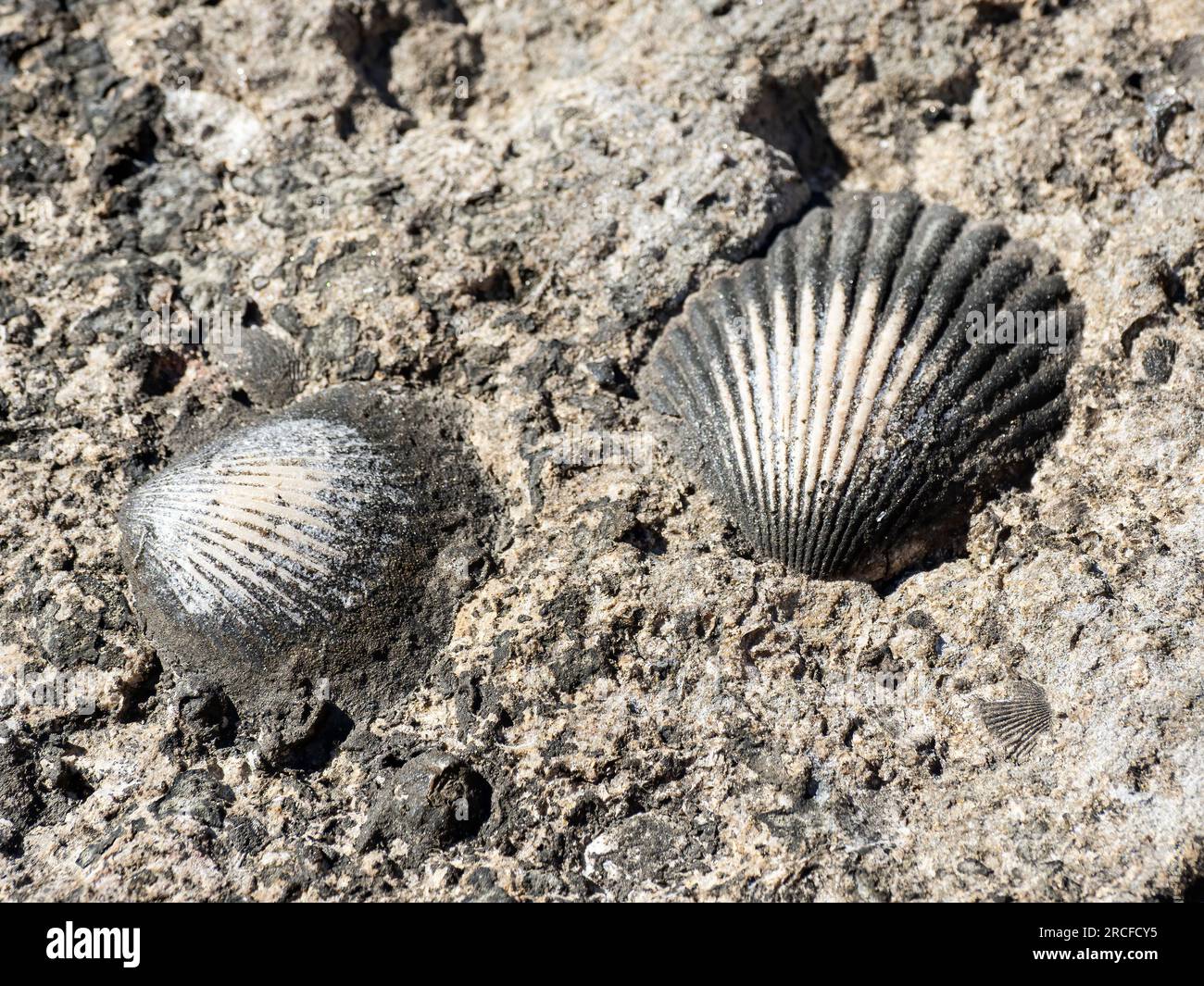 Scallop shells embedded in the sand and rock near a tidepool at Punta Colorada, San José Island, Baja California Sur, Mexico. Stock Photo