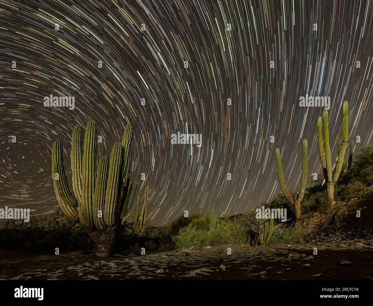 Night photography of a cardon cactus forest, Pachycereus pringlei, on San José Island, Baja California Sur, Mexico. Stock Photo