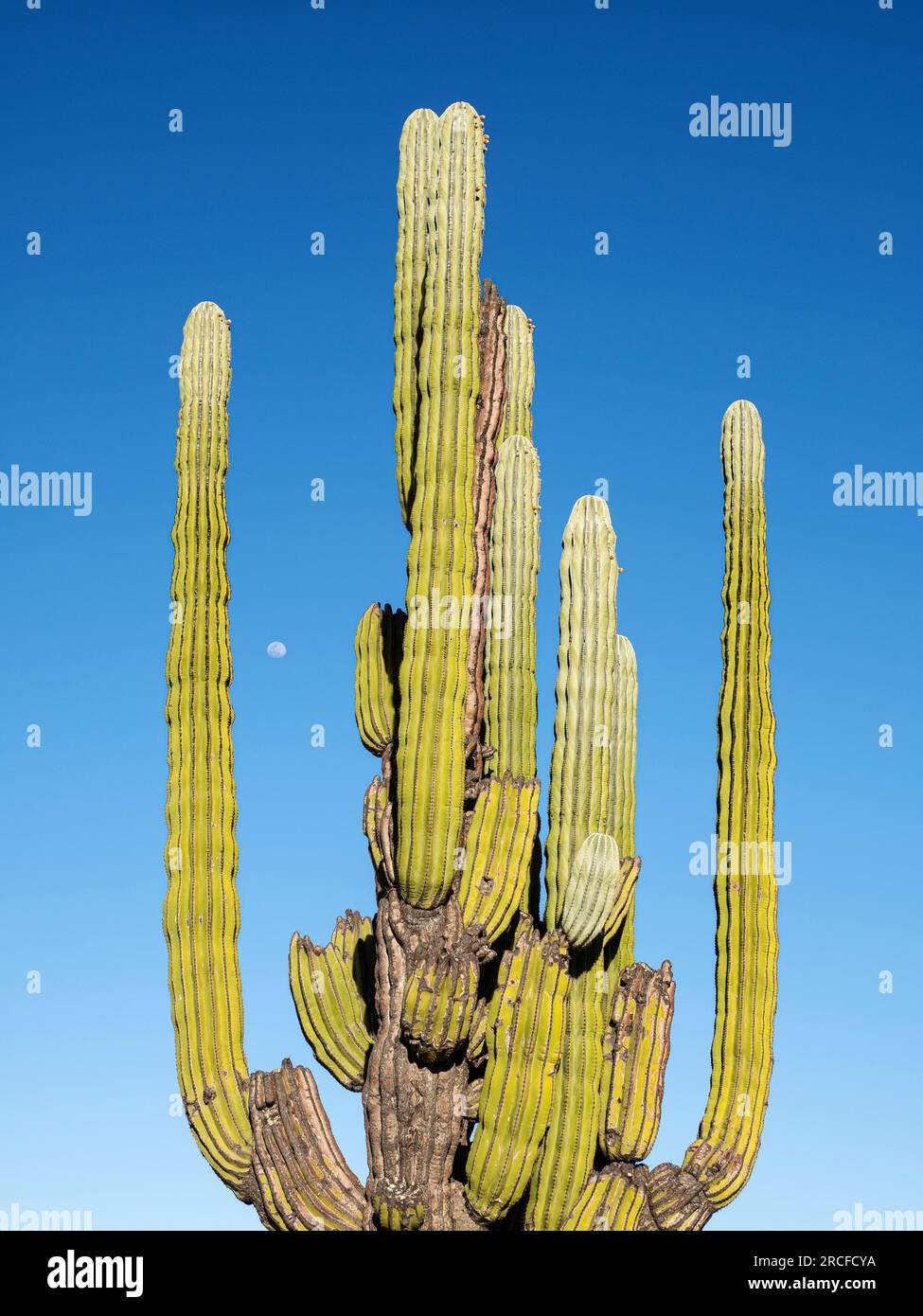 Cardon cactus, Pachycereus pringlei, with nearly full moon in Bahia de los Angeles, Baja California, Mexico. Stock Photo