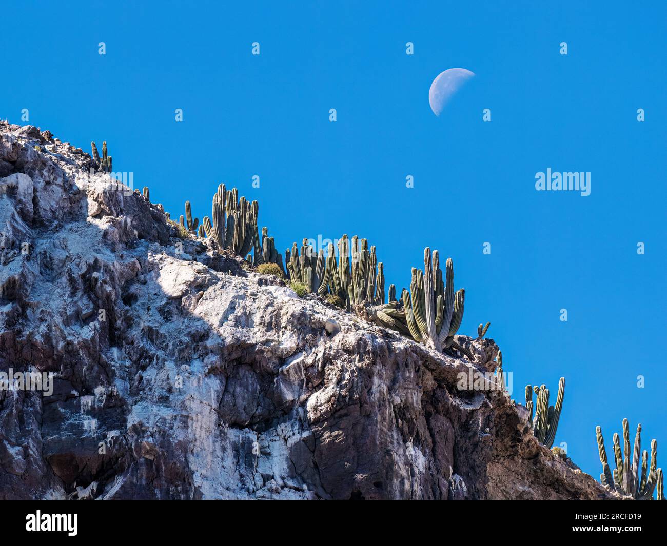 Quarter moon setting over cardon cactus forest on Isla San Pedro Martir, Baja California, Mexico. Stock Photo