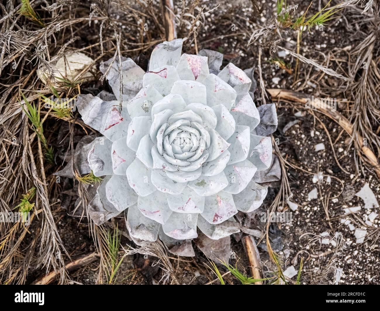 The endemic to Baja, the San Quentin liveforever, Dudleya anthonyi, Baja California, Mexico. Stock Photo