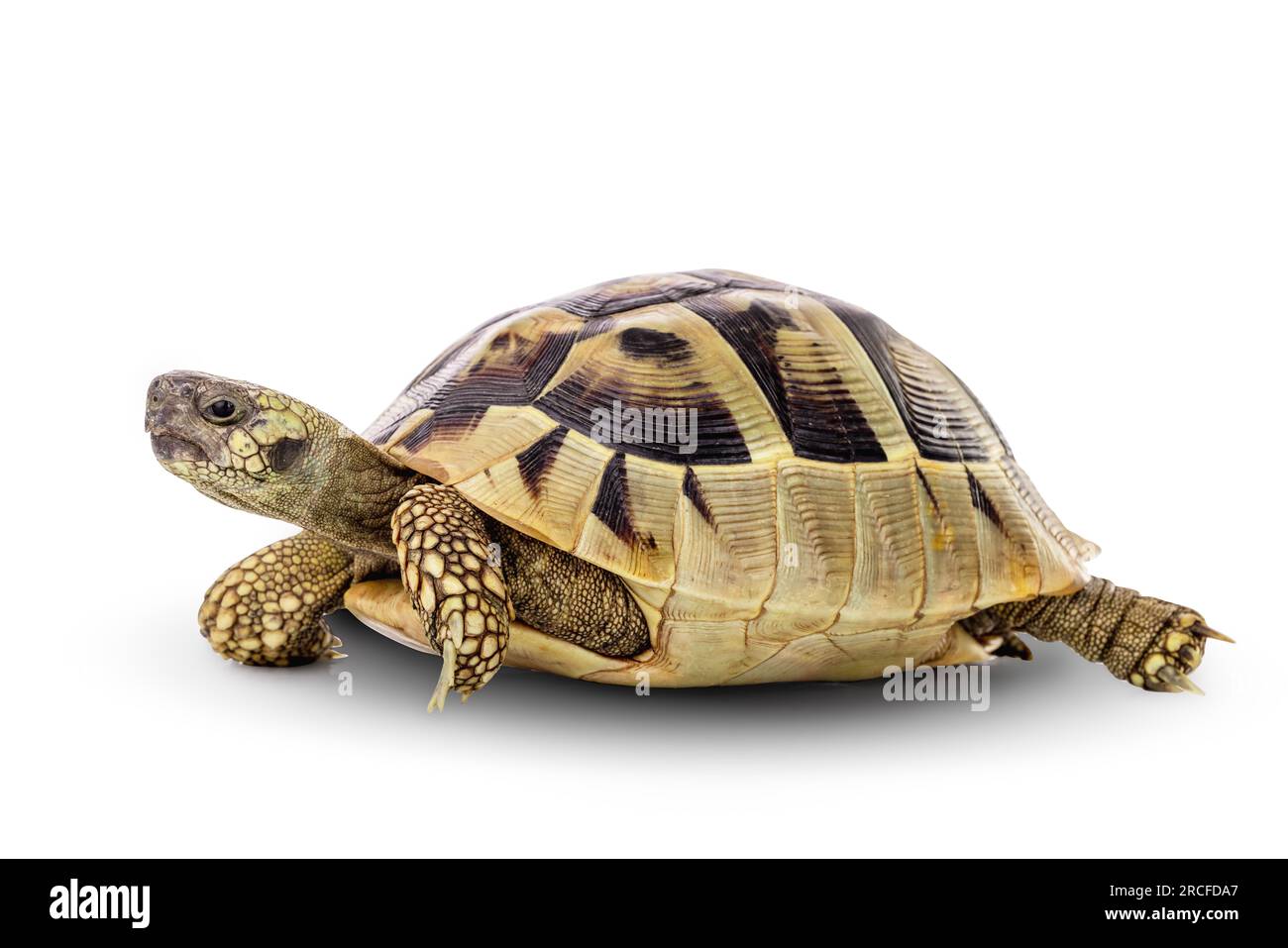 Turtle wildlife animal isolated on a white background with clipping ...