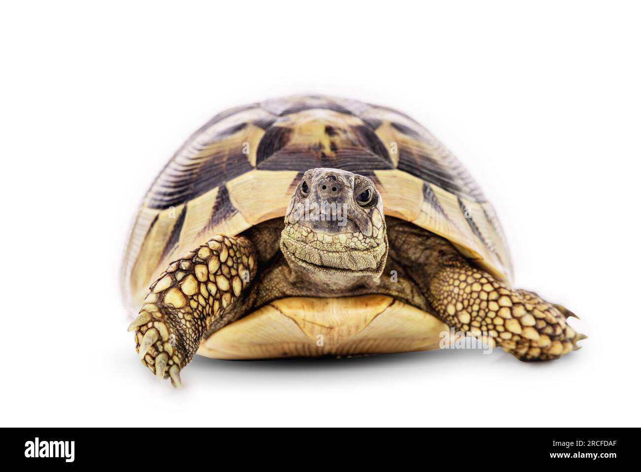 Turtle wildlife animal isolated on a white background with clipping ...