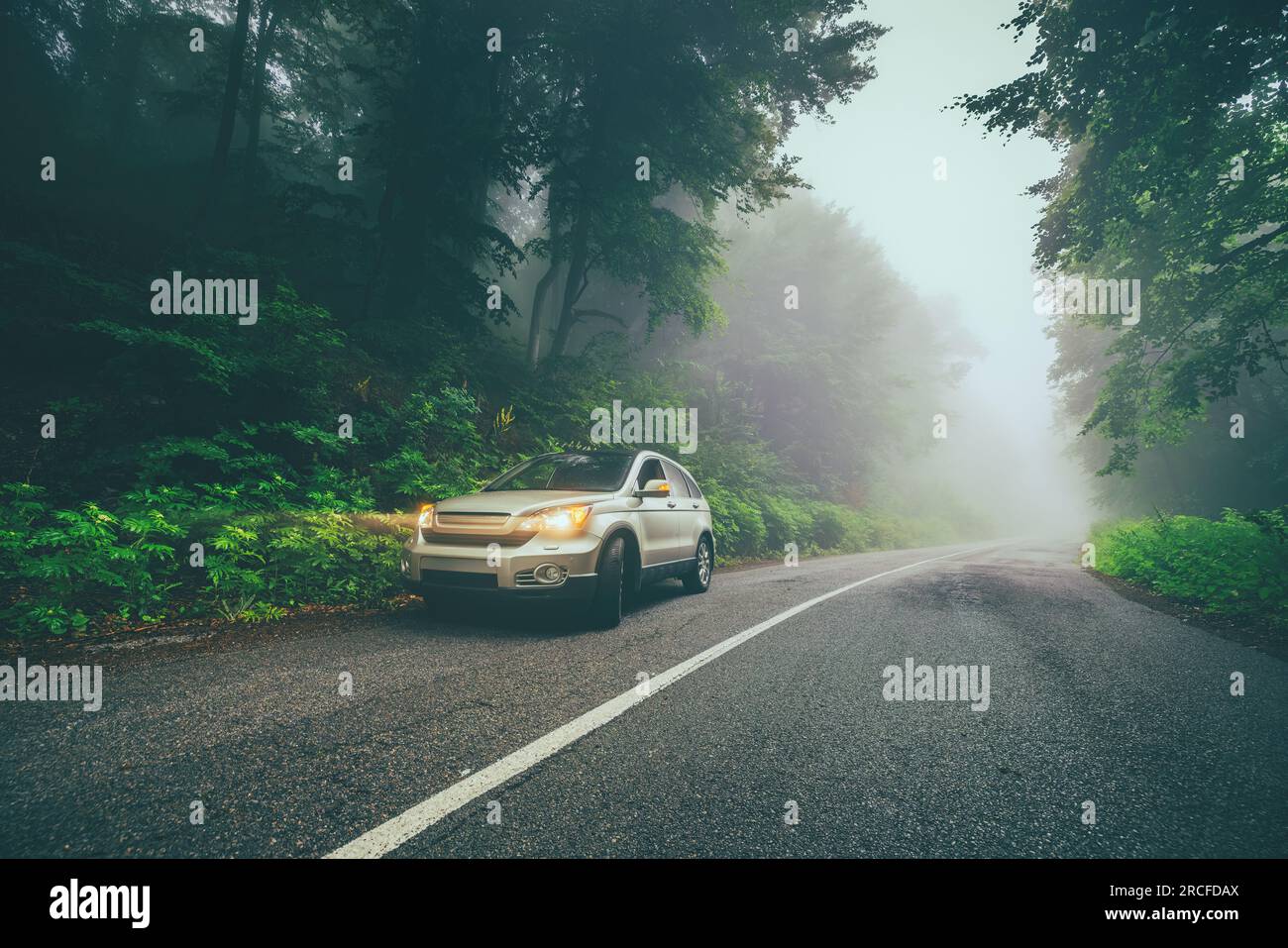 Car travel on the road in a forest in misty foggy morning in the ...