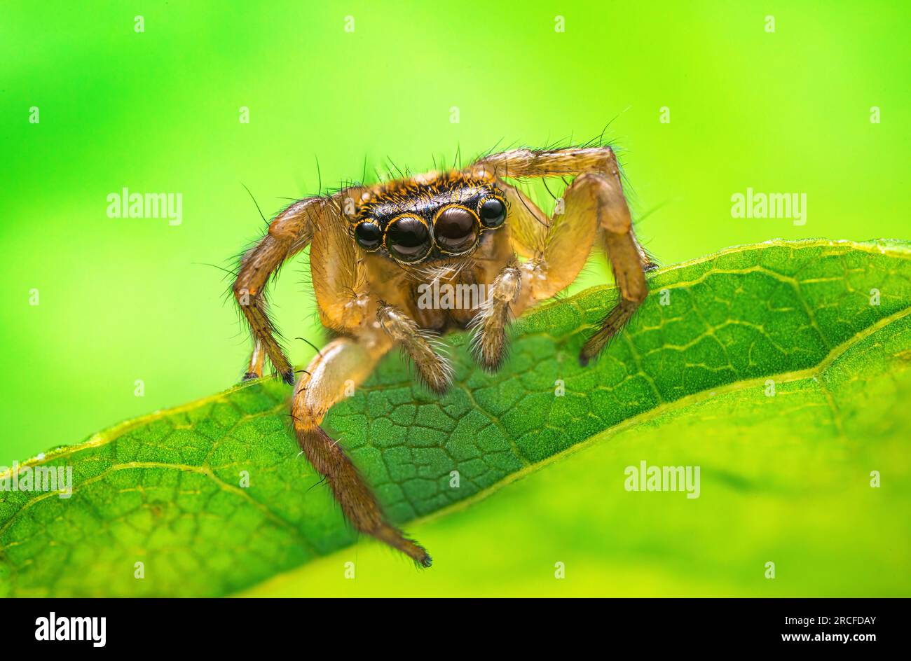 Jumping spider macro closeup on a green leaf and blue sky Stock Photo ...
