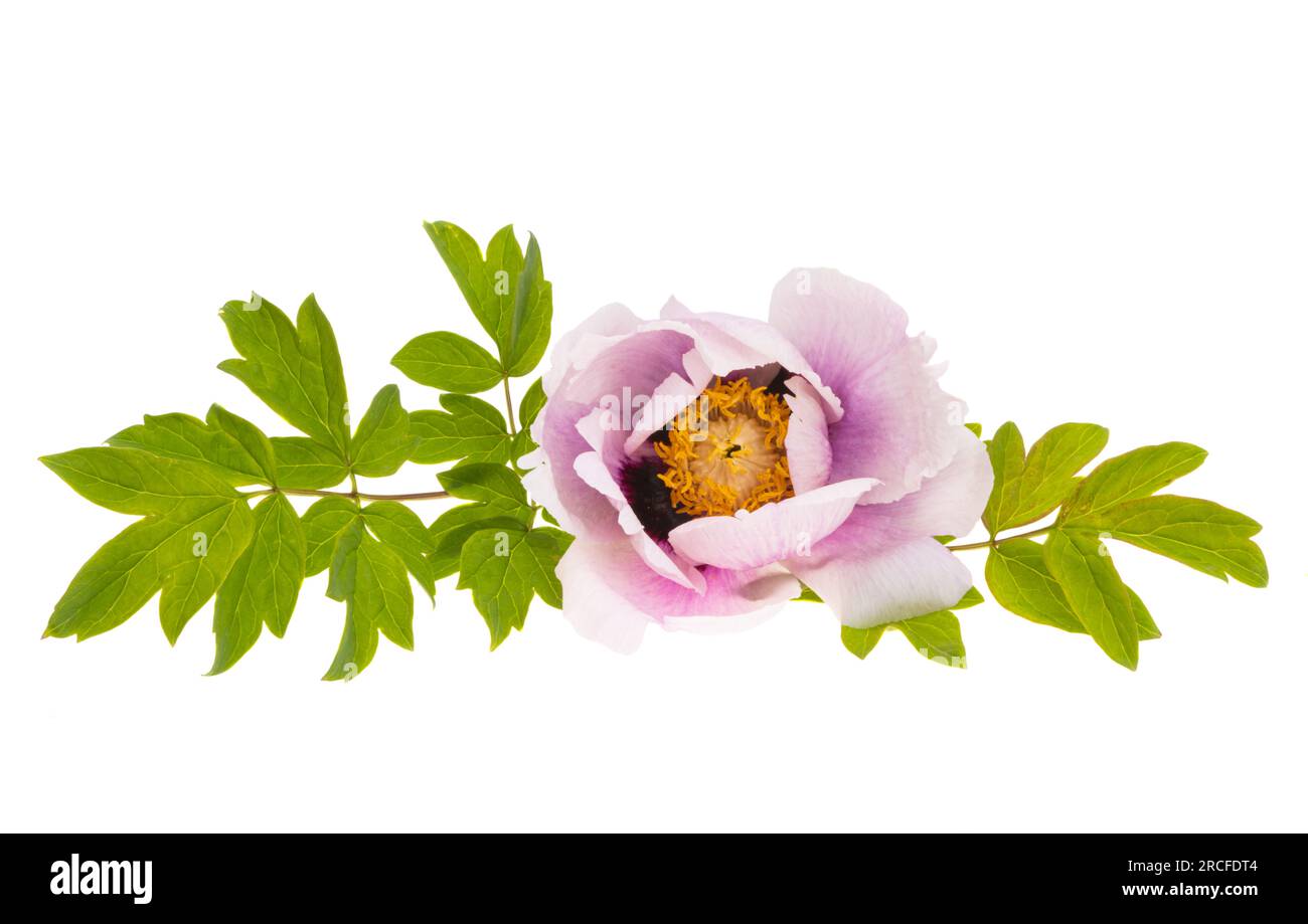peony flower isolated on white background Stock Photo - Alamy