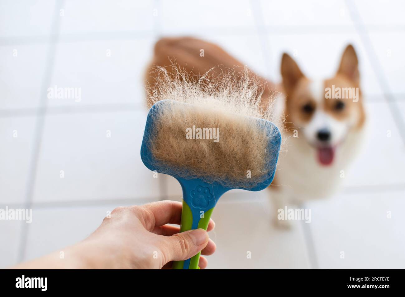 Problems with dogs' wool. Concept annual molt, coat shedding, molting