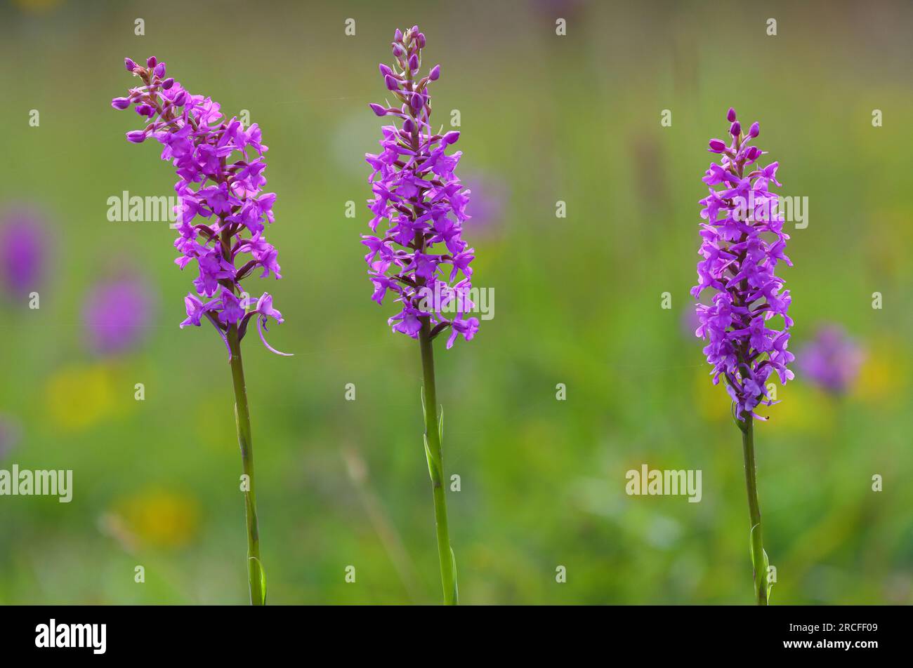 Close up image of three Fragrant Orchids in a nature reserve, County Durham, England, UK. Stock Photo