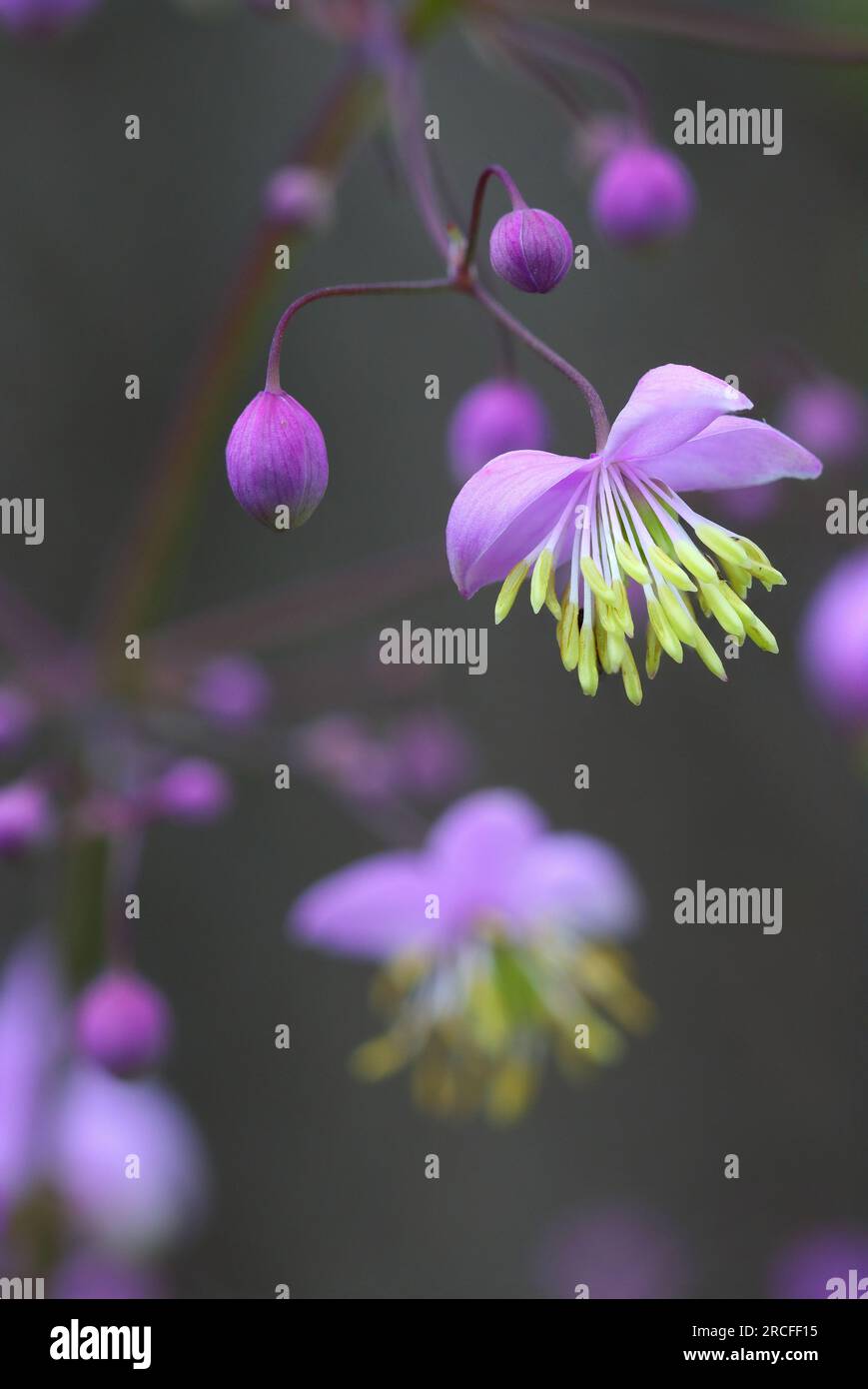 Macro image of a Chinese Meadow rue in a garden, County Durham, England, UK. Stock Photo