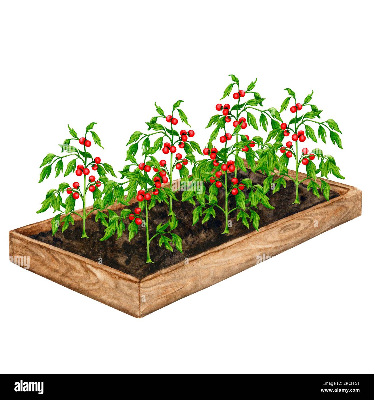 Wooden garden bed with tomato plants with fruits. Watercolor element on the theme of gardening, spring seedlings, growing vegetables. Stock Photo
