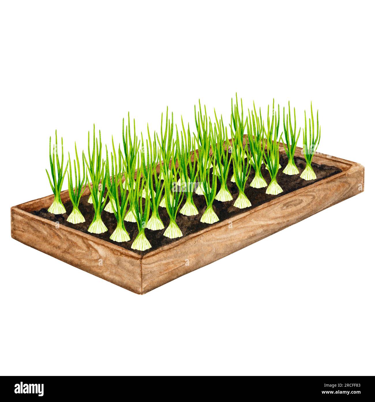 Wooden garden bed with growing onions. Watercolor element on the theme of gardening, spring seedlings, growing vegetables. Stock Photo