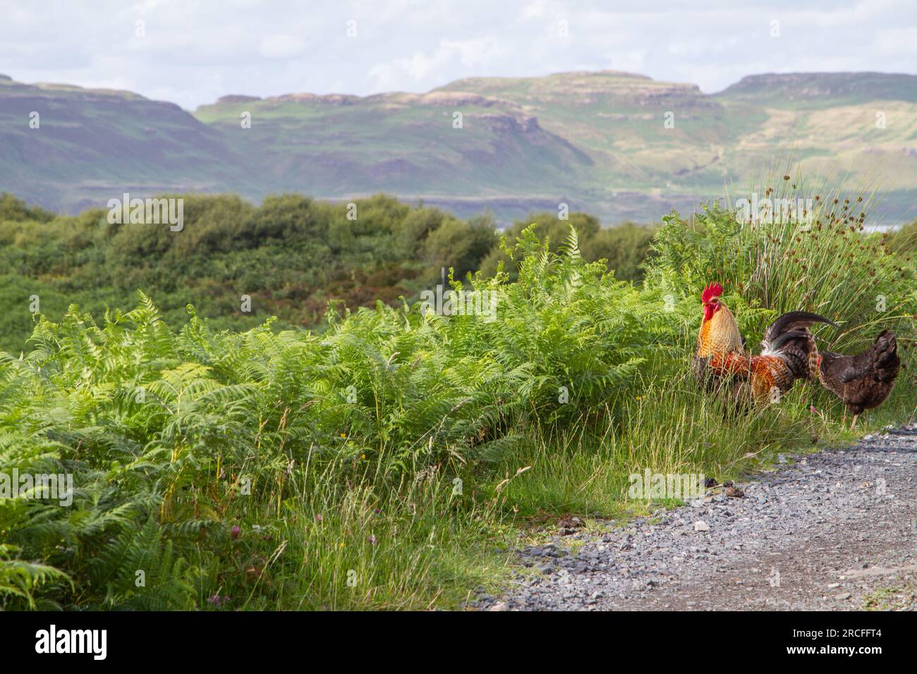 Hebridean chickens Stock Photo