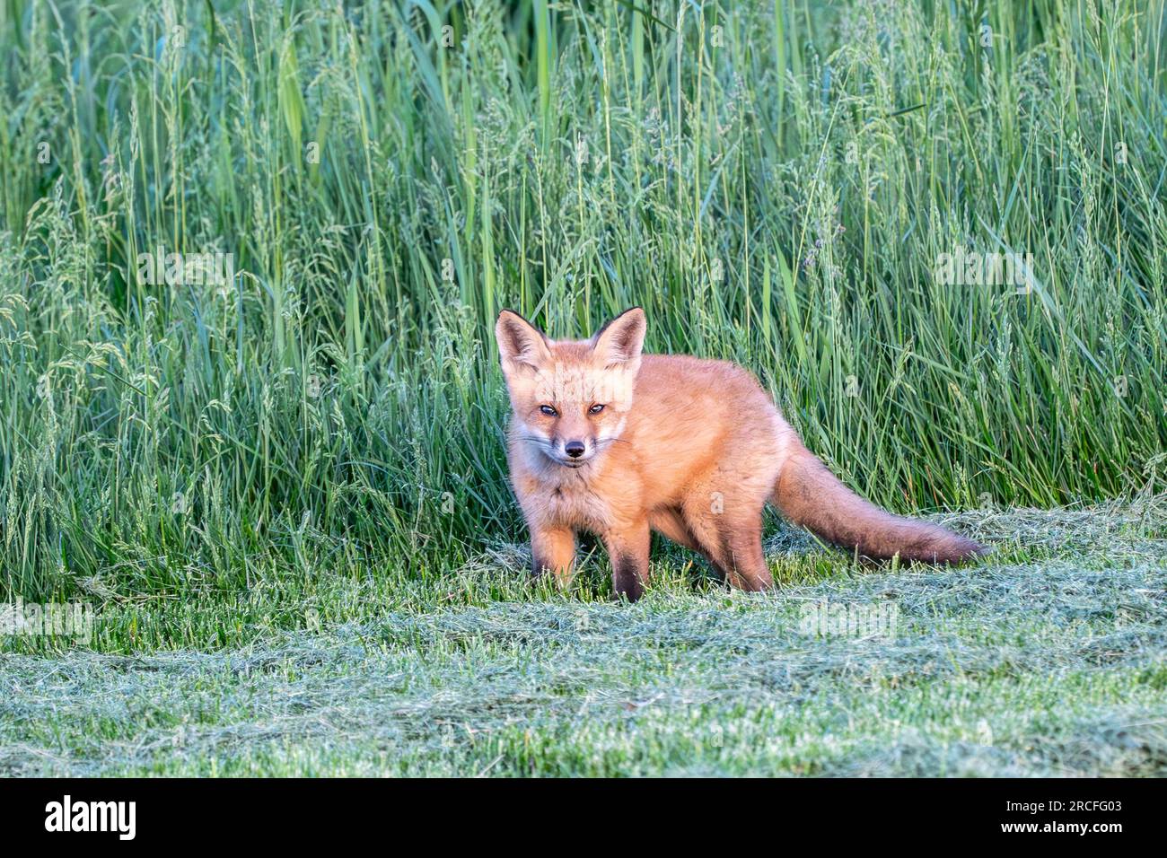 Curious Red Fox (Vulpes vulpes) kit pop out of tall grass and look at camera. Stock Photo