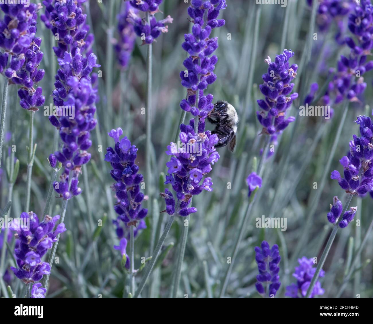 closeup of a honey bumblebee showing its face and legs as it gathers pollen among lavender flowers. Stock Photo