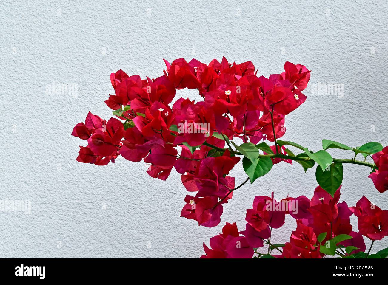 Delhiites Share Beautiful Images of Bougainvillea as City Blooms With the Pink  Flower - News18