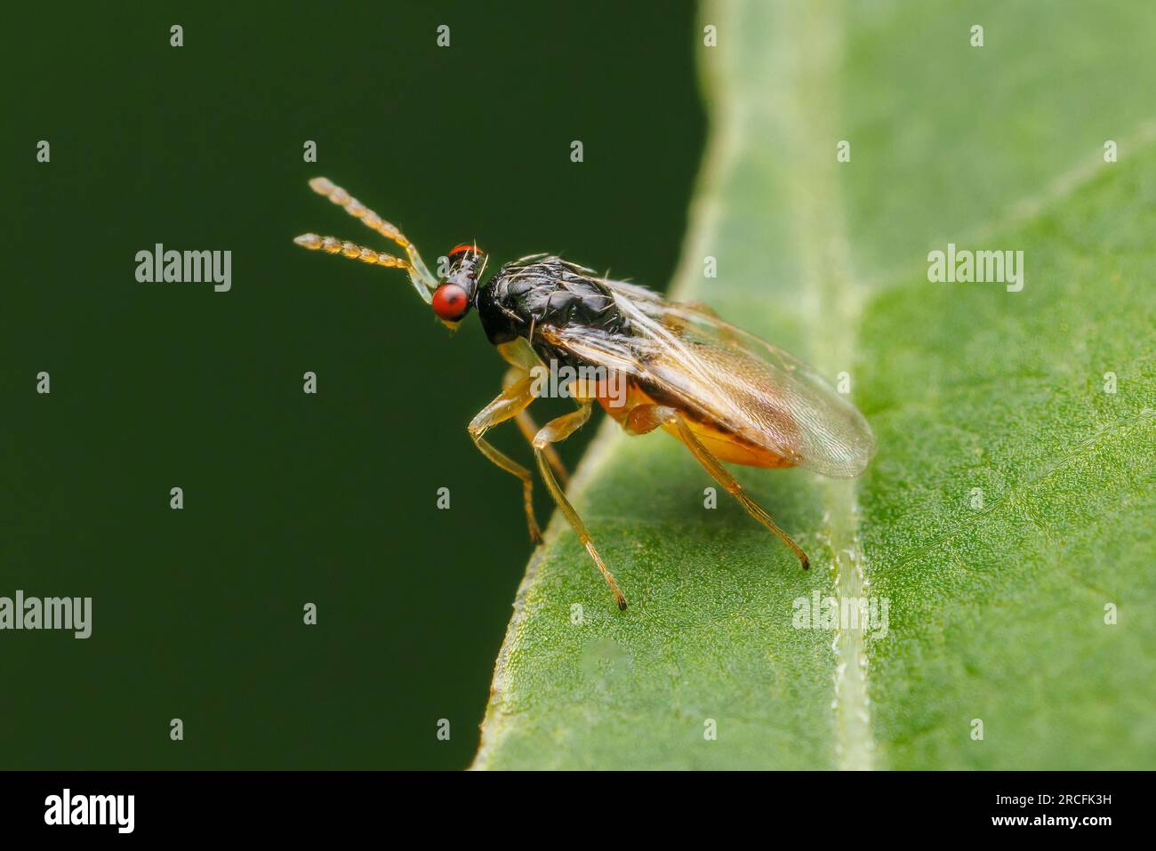 Eulopid Wasp (Euplectrus sp.) Stock Photo