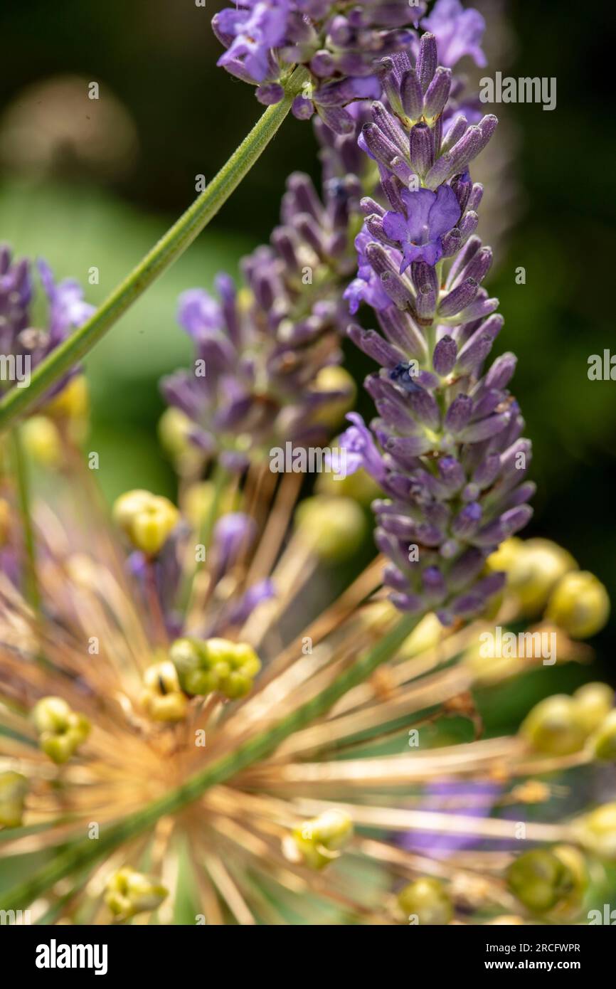 Natural very close up flowering plant portrait of aromatic Lavender Stock Photo