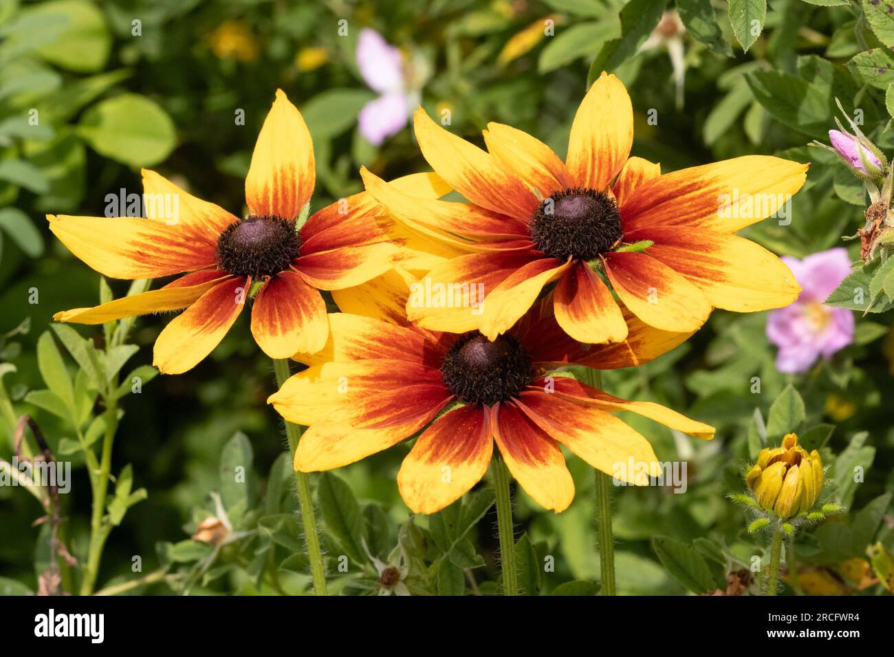 Three isolated tops of black-eyed susan coneflowers, with bright yellow and orange blooms, surrounded by a slightly blurred background of green leaves Stock Photo