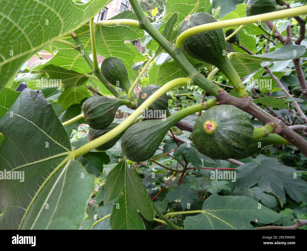 Looking up into Fig tree (Ficus carica) with immature fruit Stock Photo