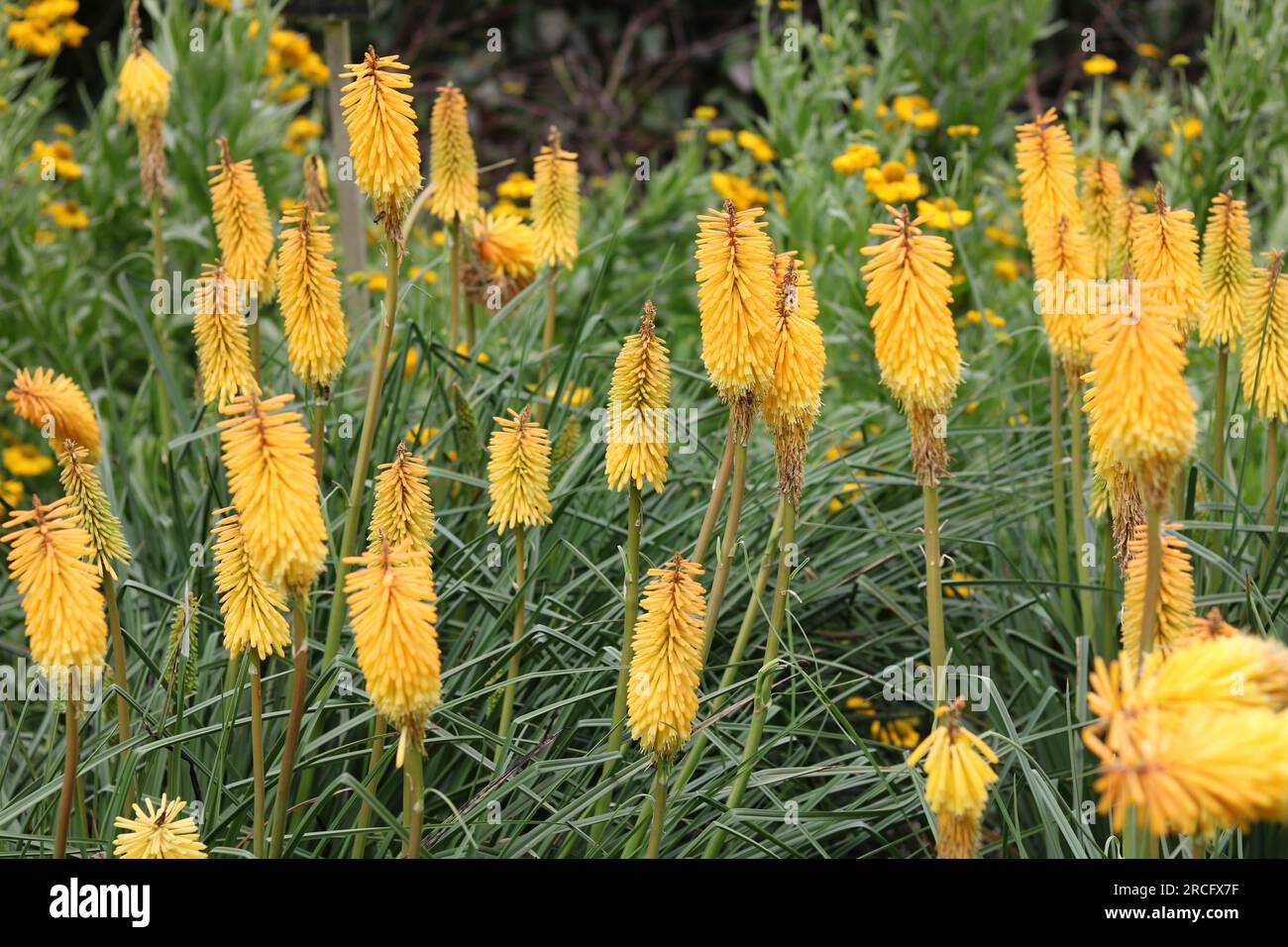 Flowerbed of pale orange red hot pokers or kniphofia in garden Stock Photo