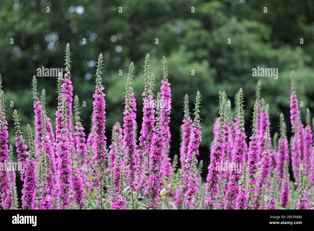 Beautiful pink veronica flowers in garden with blurred bushes in background Stock Photo
