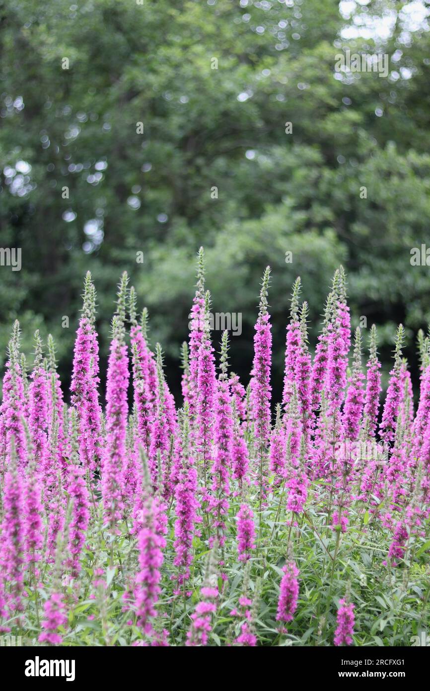 Beautiful pink veronica flowers in garden with blurred fountain in background Stock Photo
