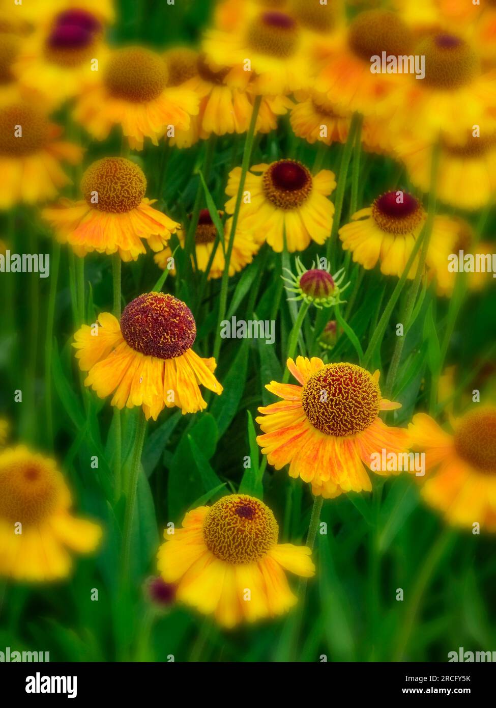 Natural close up flowering plant portrait of Helenium Sahin's early ...