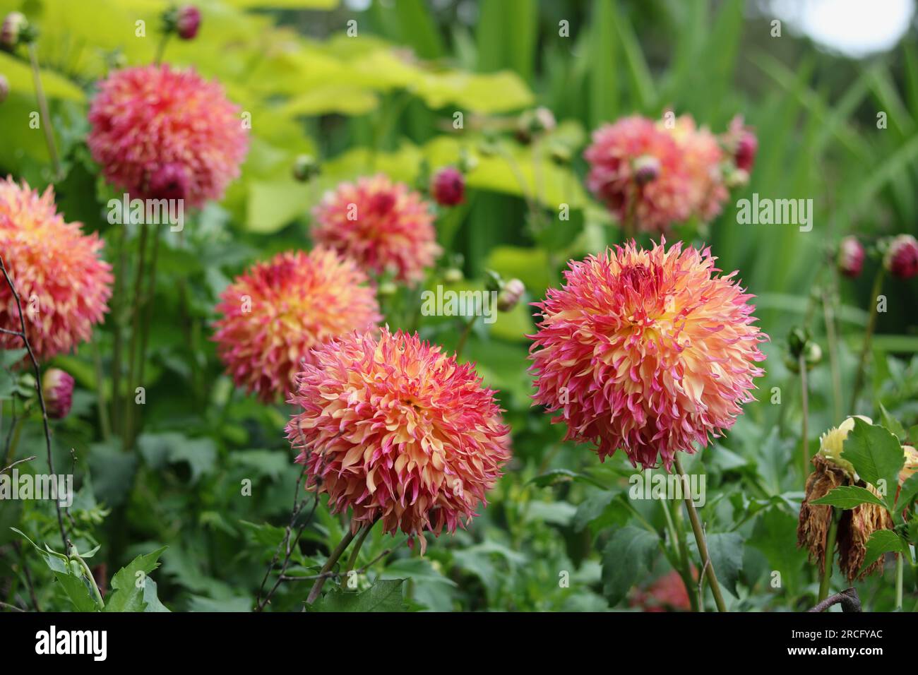 Spiky dahlia dahlias hi-res stock photography and images - Alamy