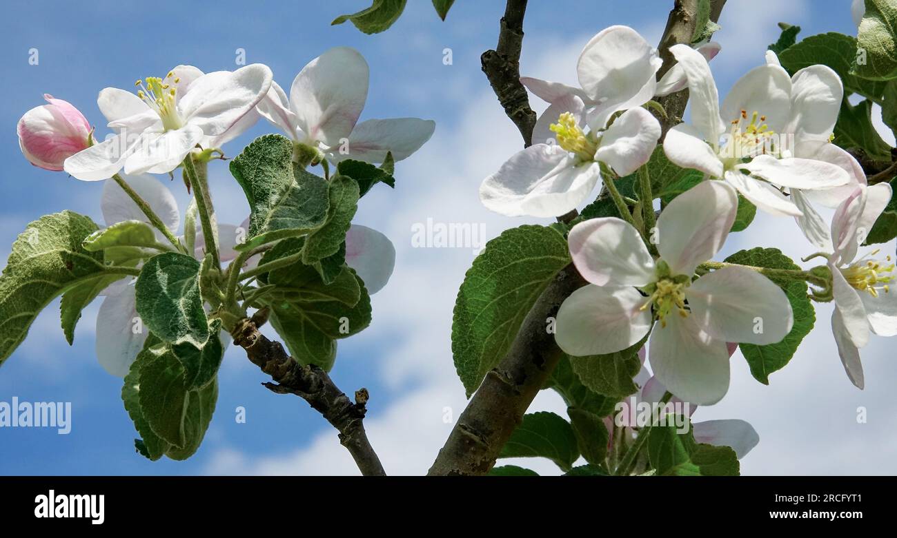 Close up of apple blossom Stock Photo