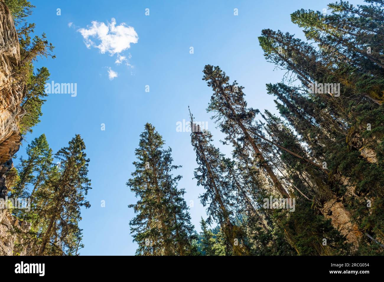 Pine trees in Johnston Canyon, Banff national park, Alberta, Canada. Stock Photo