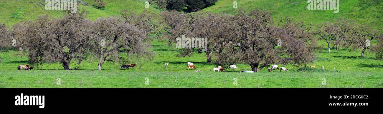 Cows grazing in field, California, USA Stock Photo