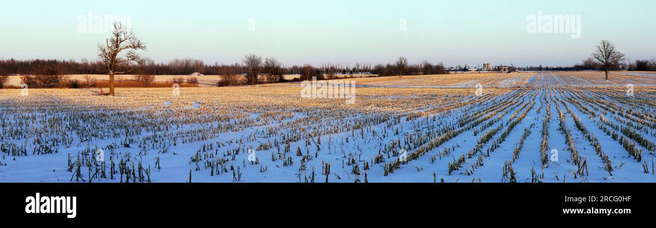 Corn field in winter Stock Photo