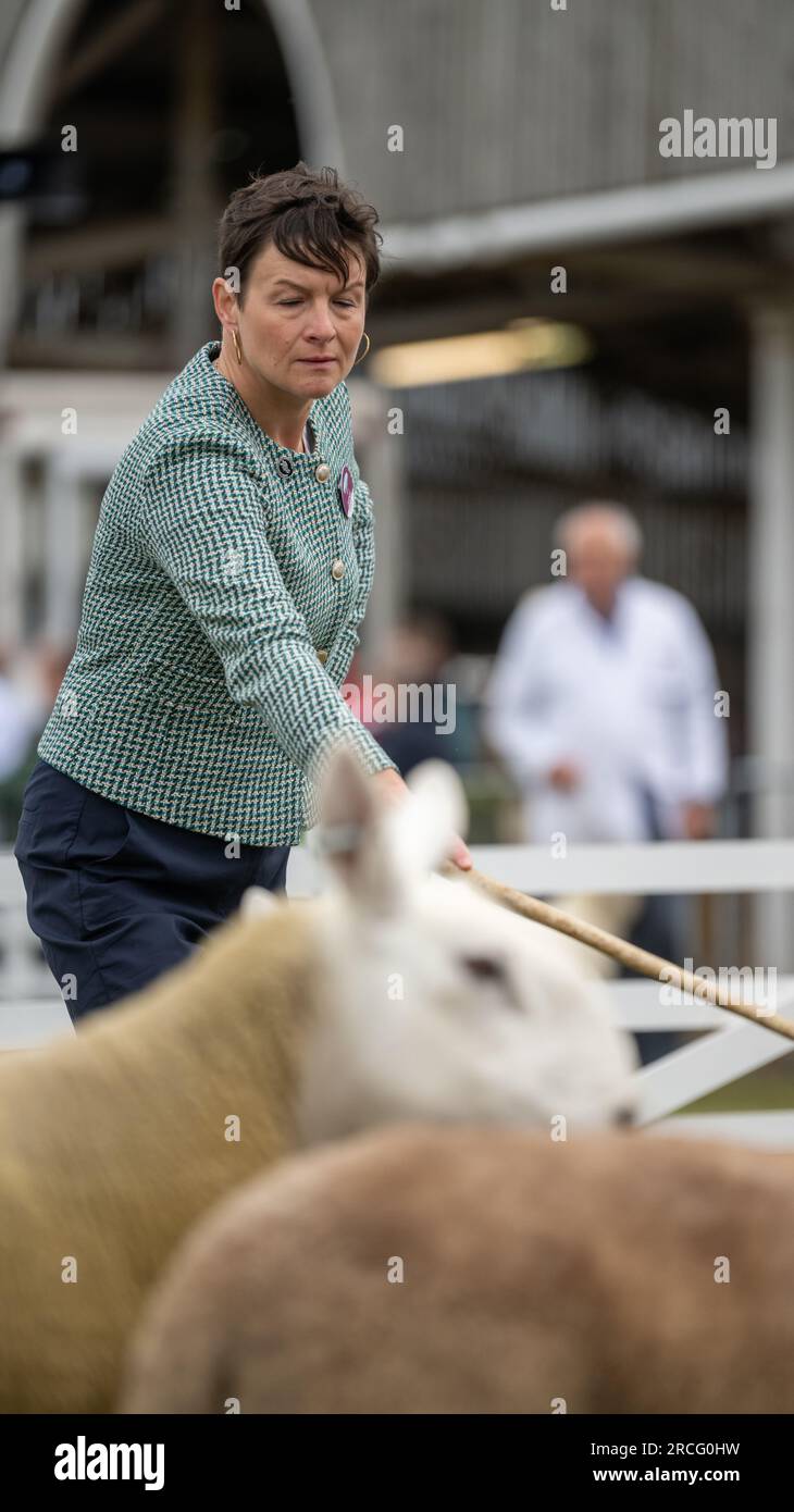 Showing sheep at the Great Yorkshire Show, Harrogate, 2023 Stock Photo