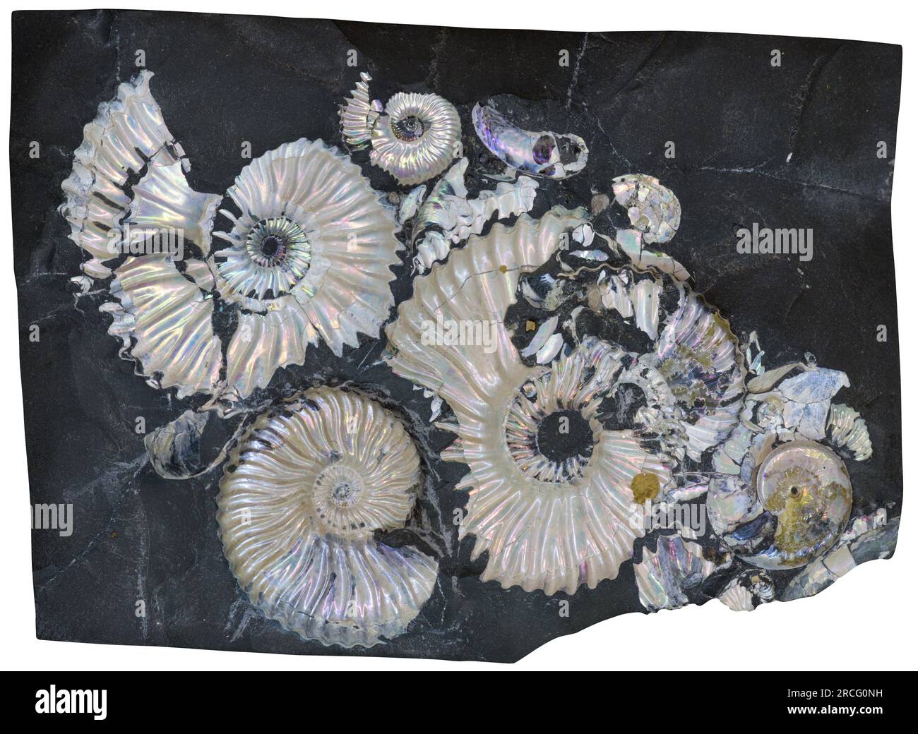 Fossil Ammonite with nacre Stock Photo