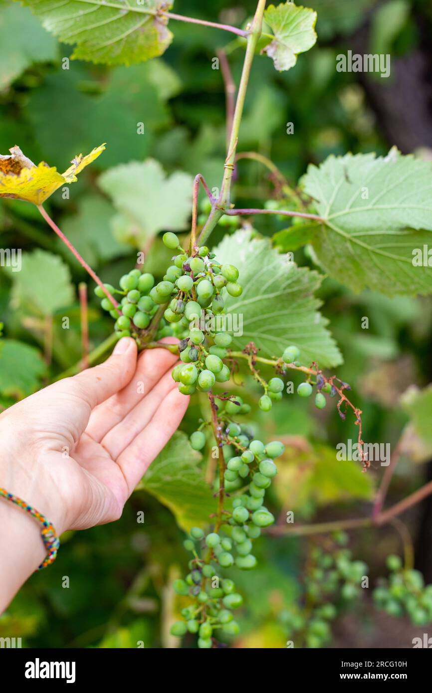 The gardener examines the bunches and leaves of diseased grapes. Grape fungal infections. Stock Photo