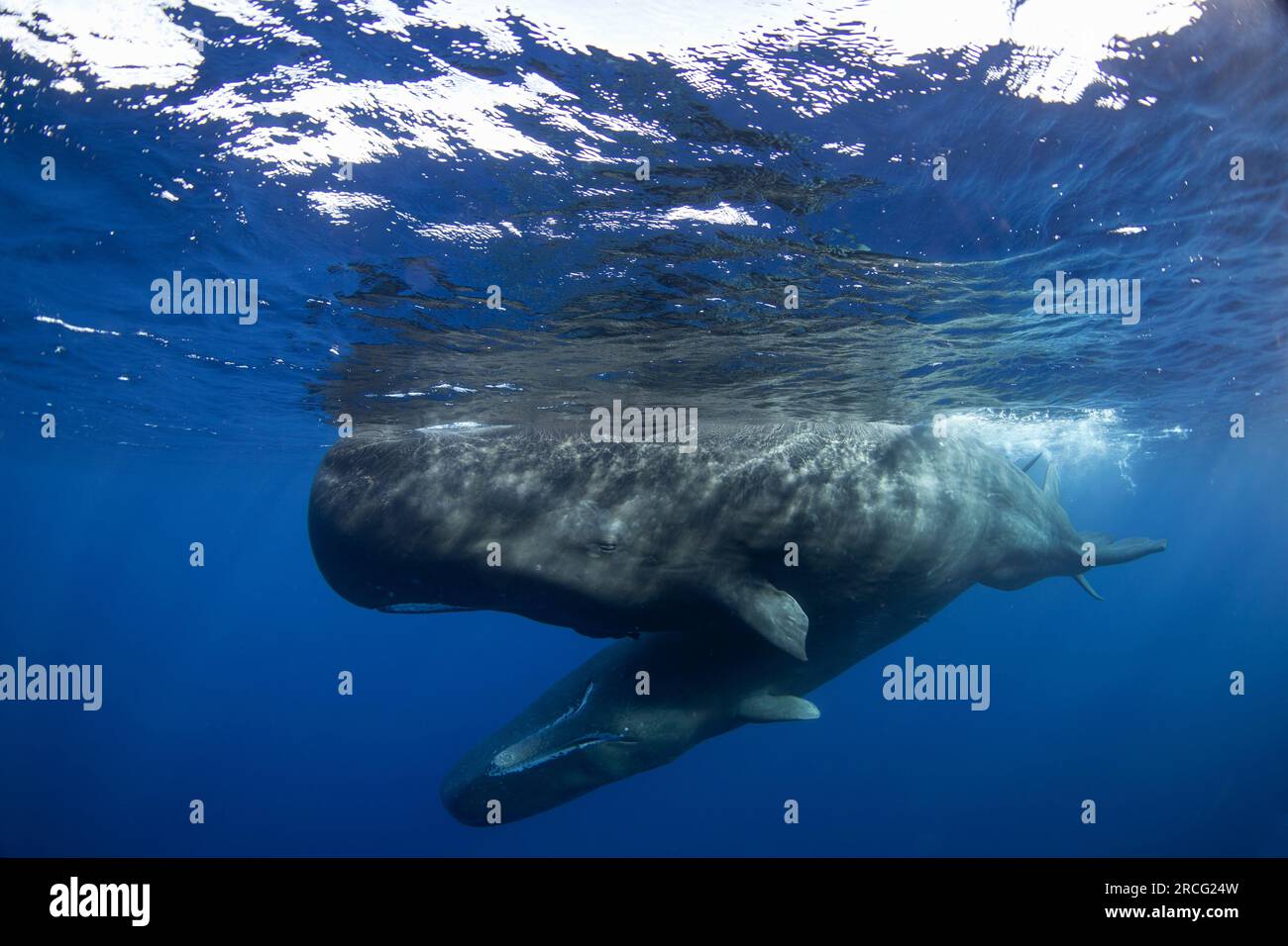 sperm-whale-physeter-macrocephalus-indian-ocean-stock-photo-alamy