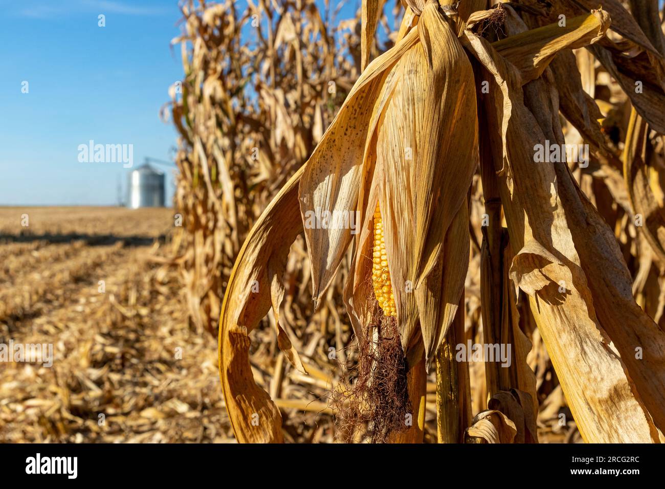 Ear of corn in cornfield ready for harvest. Harvest season, farming