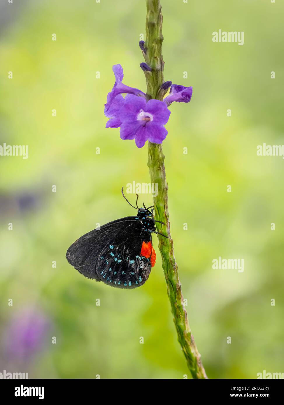 Close up of Atala butterfly Stock Photo