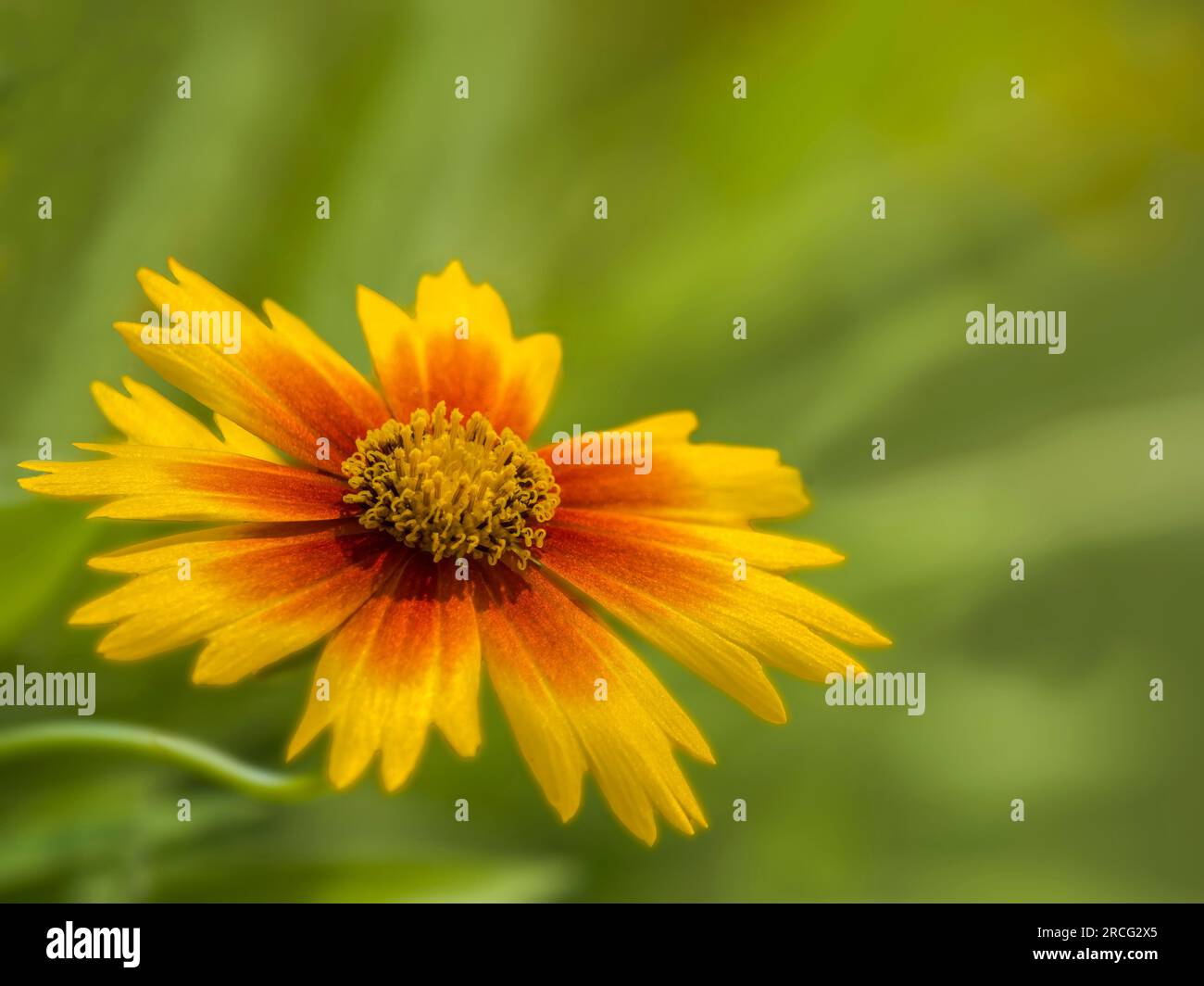 Close up of Coreopsis (Coropsis Baluptgonz) flower Stock Photo