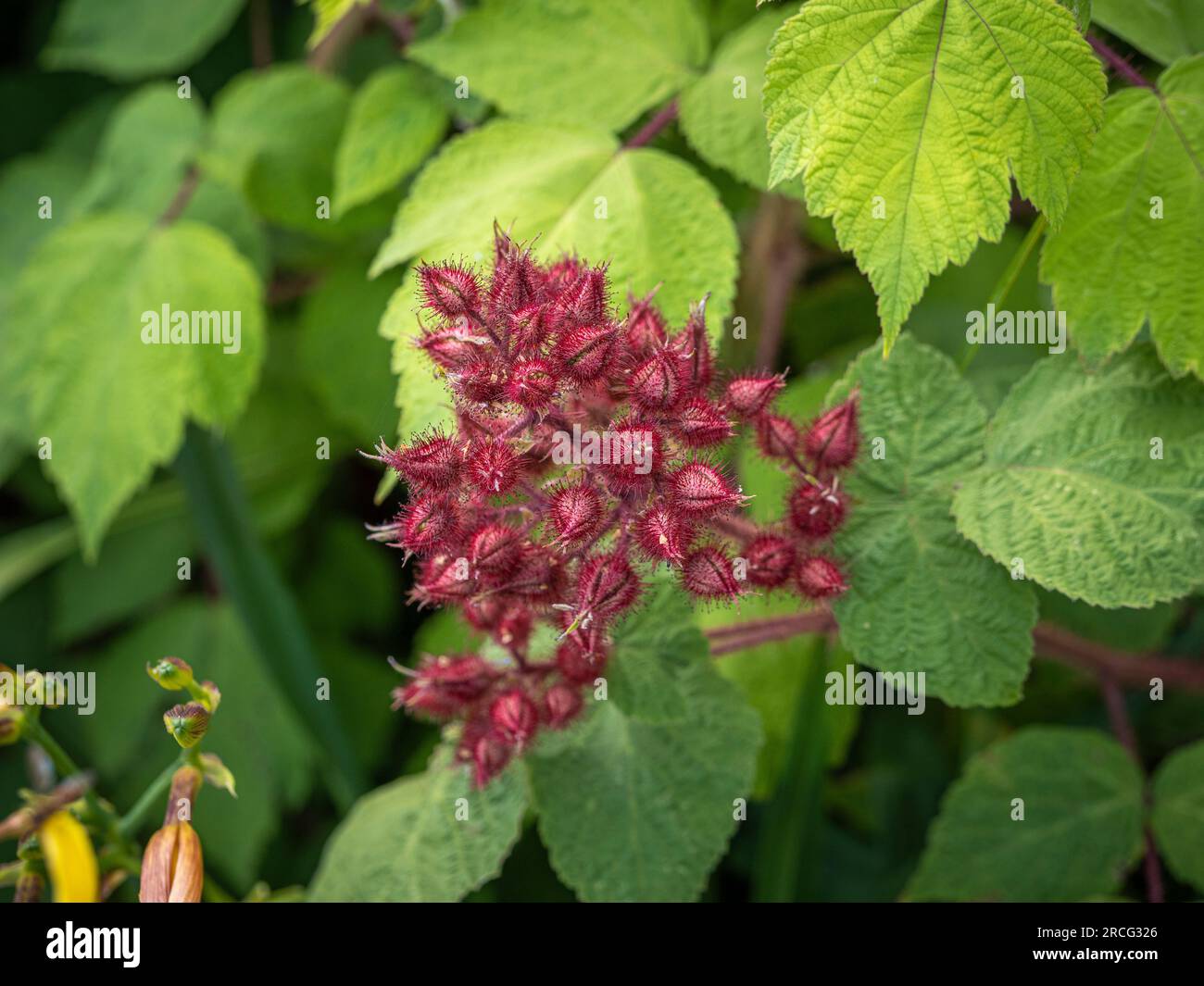Young developing Japanese wineberry fruit covered by a hairy protective calyx, growing in a UK garden. Stock Photo