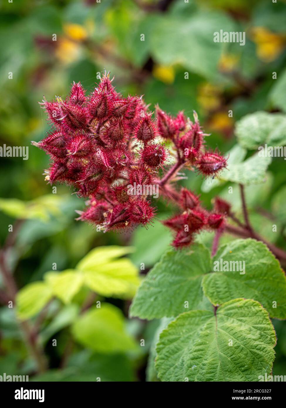 Young developing Japanese wineberry fruit covered by a hairy protective calyx, growing in a UK garden. Stock Photo