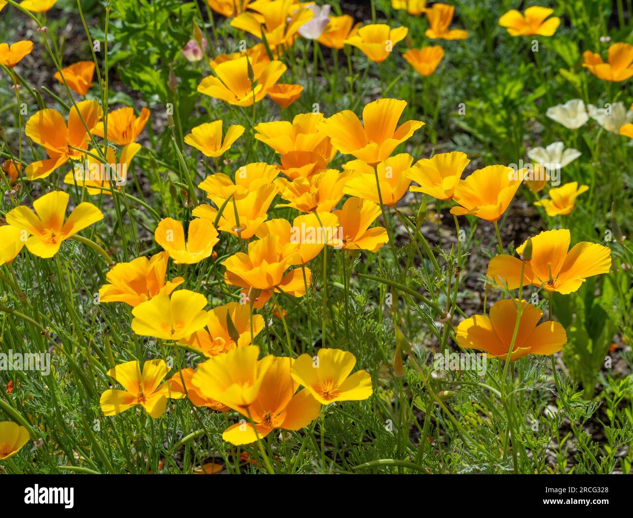 Yellow flowers of Californian poppies glowing in the sunlight of a UK garden. Stock Photo