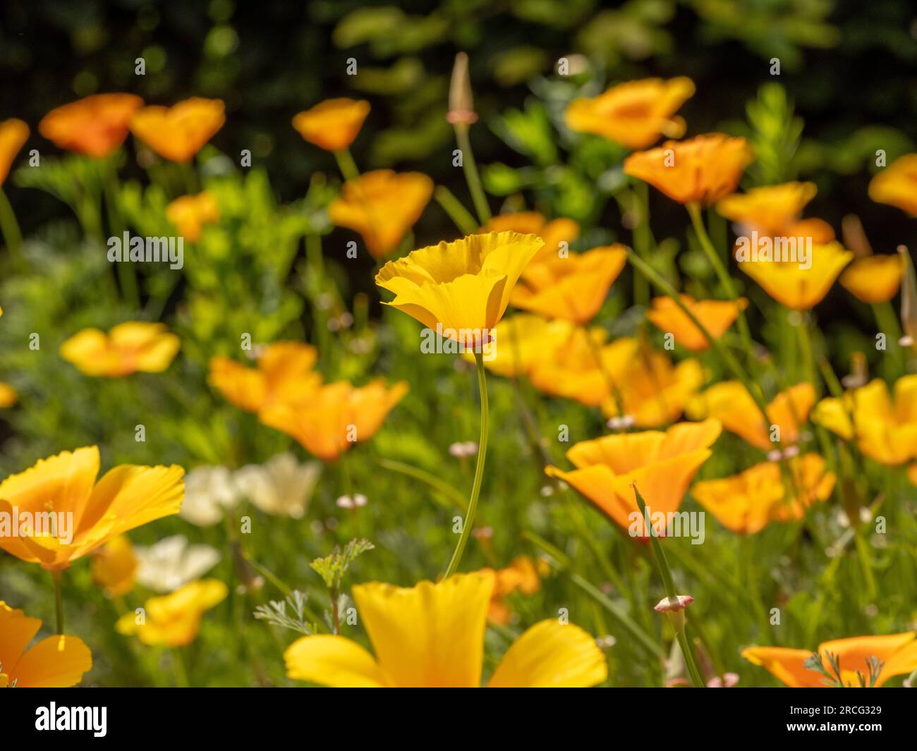 Yellow flowers of Californian poppies glowing in the sunlight of a UK garden. Stock Photo