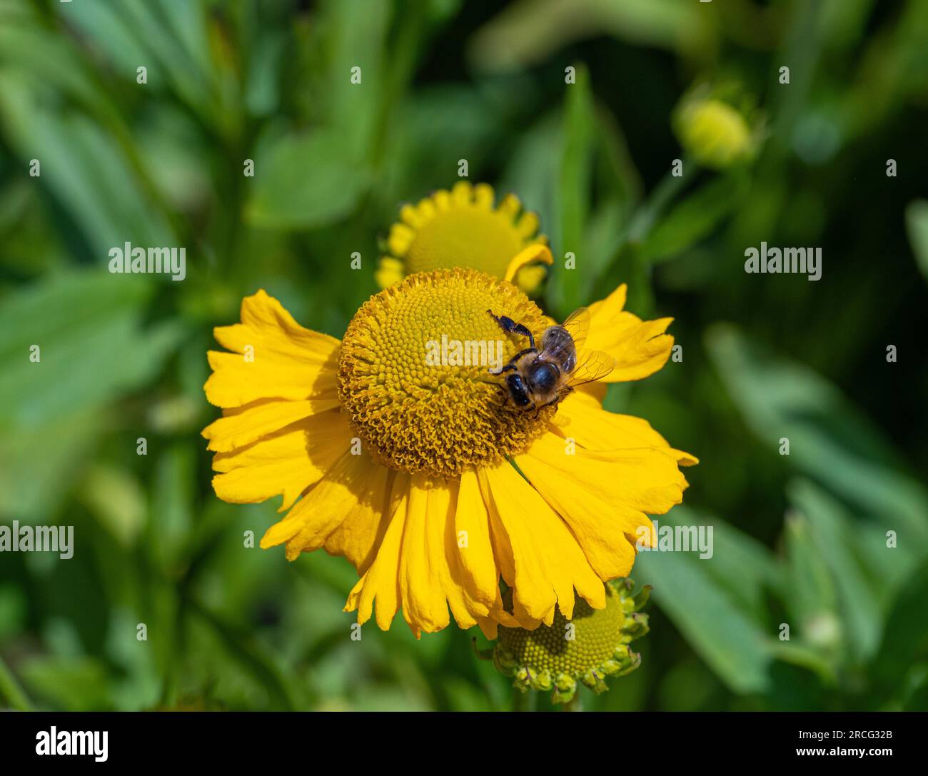 Close-up of a bee pollinating a yellow flower of Helenium Pumilum Magnificum (Sneezeweed). Stock Photo
