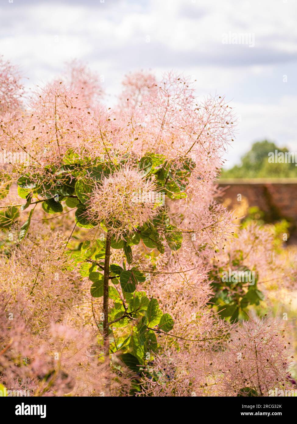 Cloud-like pink flowers of Cotinus coggygria, commonly called Pink Smokebush. Stock Photo