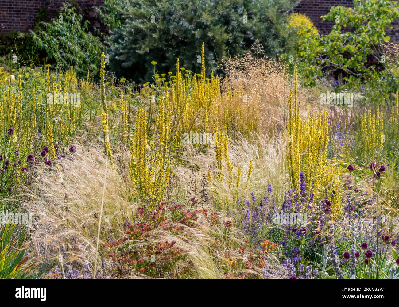 Prairie-style planting comprising of verbascums, salvias, aliums, and ornamental grass. Stock Photo