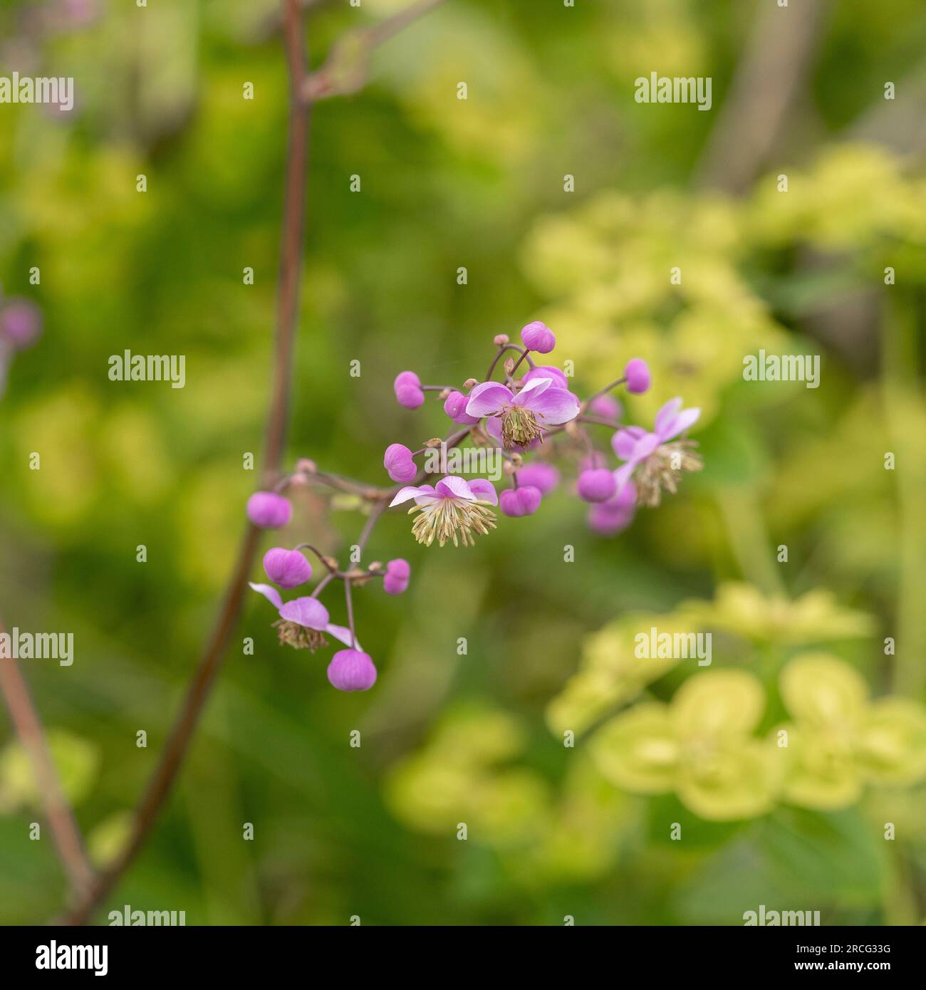 Close-up of the soft mauve flowers of Thalictrum Delavayi, commonly called Chinese meadow rue growing in a garden. UK Stock Photo