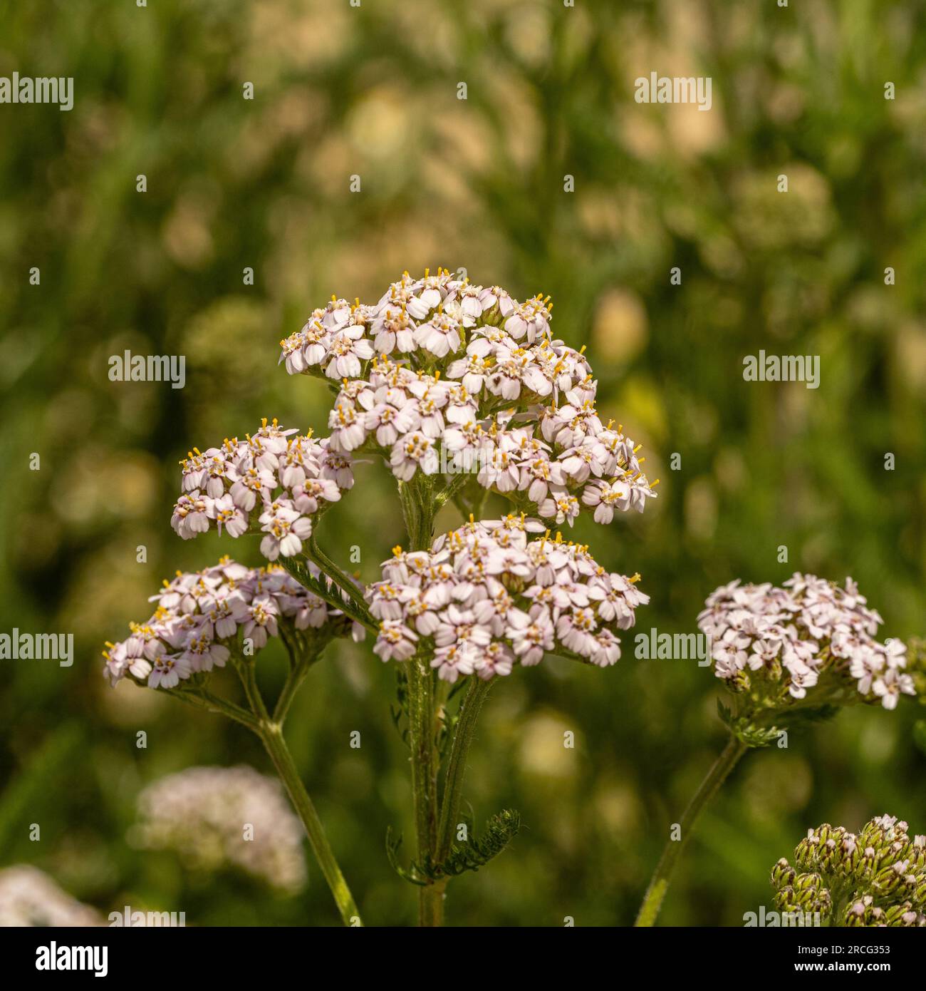 White Achillea millefolium - common yarrow growing in a UK garden. Stock Photo