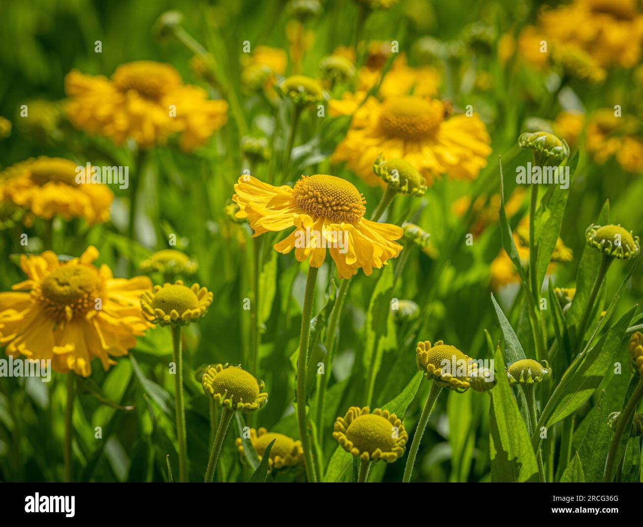 Yellow flowers of Helenium 'Double Trouble' growing in a garden, in summer. Stock Photo