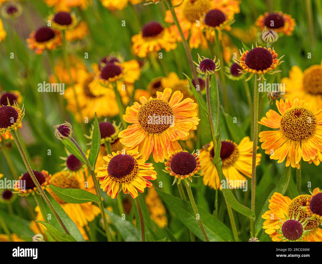 Helenium 'Wyndley' with its rich yellow petals streaked with orange growing in abundance in a garden. Stock Photo